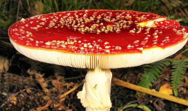 Dall'ottimo cardoncello al velenoso "amanita muscaria": guida ai funghi della terra di Bari